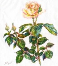 The Portrait of Tea-Rose - pastel. Author: Beata Bigda